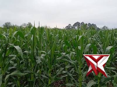 Polswk pagar alam utara - PoliceTube