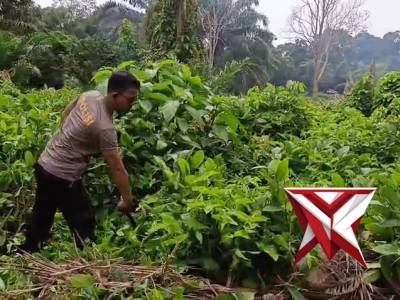 Pembersihan rumput SM6