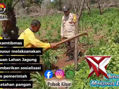 Bhabinkamtibmas polsek kisar meninjau langsung lahan jagung milik warga binaan