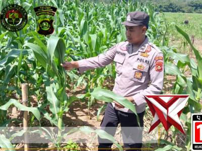 GIAT KETAHANAN PANGAN POLSEK BP PELIUNG - PoliceTube