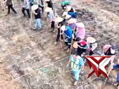 Tanam jagung kwartal II 2026 polsek lais