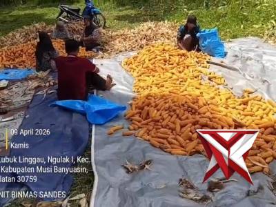 Panen raya jagung? - PoliceTube