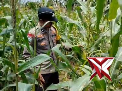 Giat bhabinkamtibmas polsek pajar bulan cek perkembangan lahan jagung