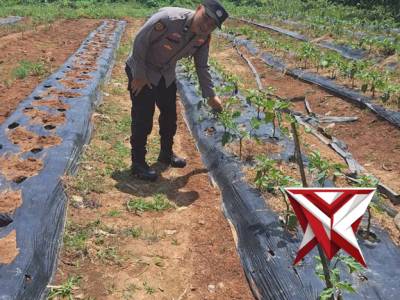 Bhabin Polsek Jejawi cek ketahanan pangan kebun cabe milik warga Desa Talang Cempedak Jejawi, OKI