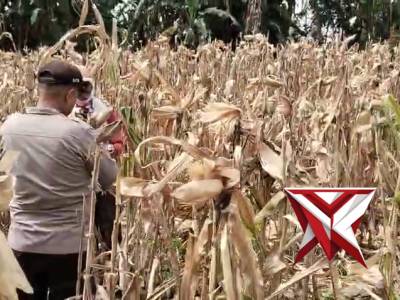 ??Bhabinkamtibmas Polsek Tugumulyo giat cek lahan jagung