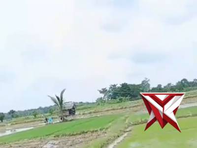 Penanaman Padi - PoliceTube