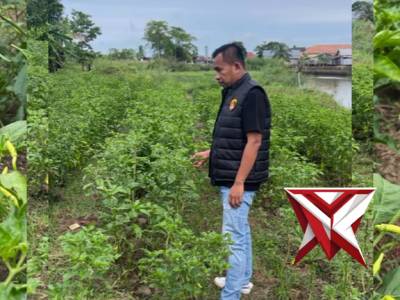 Anggota Polsek Jejawi Patroli cek kebun cabe milik warga di Desa Muara Batun Kec.Jejawi Kab.OKI - PoliceTube