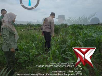 POLSEK BABAT TOMAN BESERTA UPTD PERTANIAN MELAKUKAN PENGECEKAN LAHAN JAGUNG DUDESA ULAK PACEH - PoliceTube