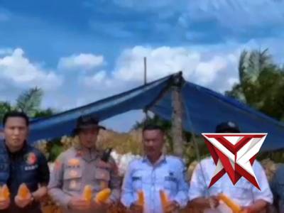 panen jagung di wilayah hukum Tungkal Jaya..