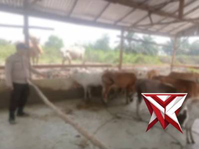 Bhabin Polsek Jejawi cek ketahanan pangan ternak sapi milik warga Desa Talang Cempedak Jejawi, OKI