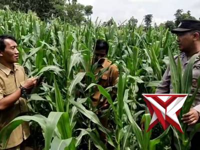 Polsek Sine bersama BPP Kecamatan Sine melaksanakan peninjauan lahan tanaman jagung milik warga.