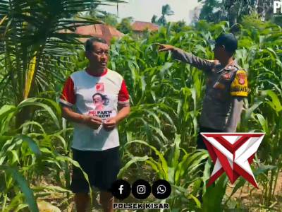Bhabinkamtibmas desa purpura polsek kisar laksanakan peninjauan jagung warga dukung ketahanan pangan