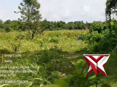 PERSONIL ANGGOTA POLSEK SANGA DESA MELAKSANAKAN PANEN JAGUNG BERSAMA MASYARAKAT SANGA DESA (SM7) - PoliceTube