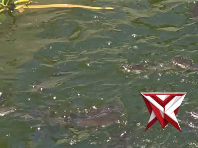 Mengoptimalkan lahan kosong di belakang kantor Polsek Tumpang untuk ternak ikan lele implementasi - PoliceTube