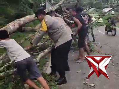 ?Gerak Cepat Polsek Muara Beliti Polres Musi Rawas Evakuasi Pohon Tumbang di Jalinsum