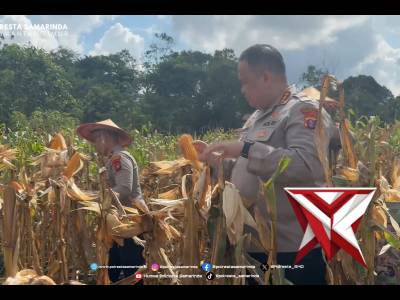 Kapolresta Samarinda Pimpin Panen Raya Jagung Pipil, Wujud Nyata Dukung Swasembada Pangan 2026