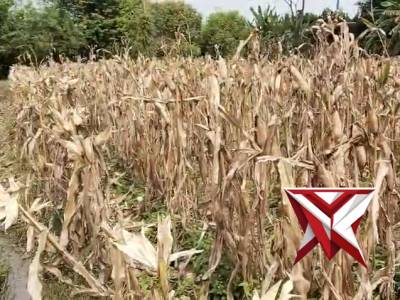 ??Bhabinkamtibmas Polsek Tugumulyo giat cek lahan jagung