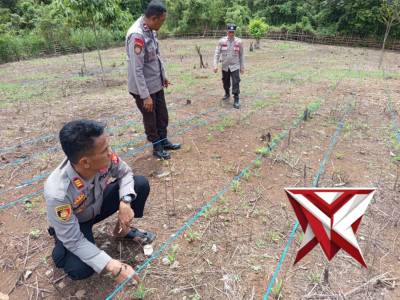 Giat pengecekan pertumbuhan jagung Polsek talang padang