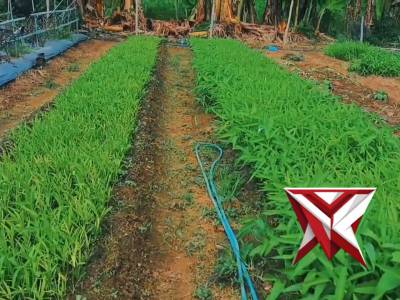 Kapolsek kisar bersama bhabinkamtibmas meninjau langsung lahan ketahanan pangan milik warga binaan