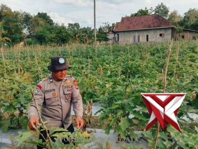 Hijaukan Pekarangan, Sehatkan Keluarga