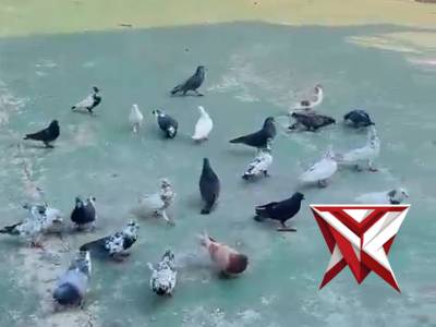 ANGGOTA BAG LOGISTIK MEMBERIKAN MAKAN TERHADAP BURUNG DARA YANG ADA DI PARKIRAN POLRES OKU SELATAN.