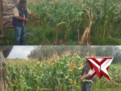 Anggota polsek belitang II melaksanakan giat cek lahan ketahanan pangan