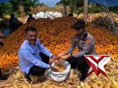 Panen Raya Jagung Polsek Tungkal Jaya