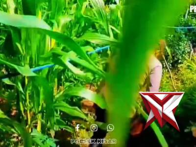Bhabinkamtibmas polsek kisar meninjau lahan ketahanan pangan warga milik warga