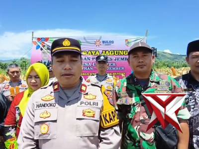 PANEN RAYA JAGUNG KUARTAL I PETANI BINAAN POLRES JEMBER DI DESA LOJEJER KEC WULUHAN