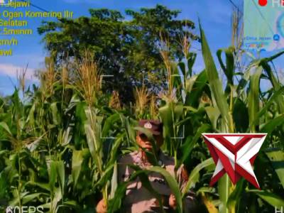Cek pertumbuhan ketahanan pangan kebun jagung milik Polsek Jejawi