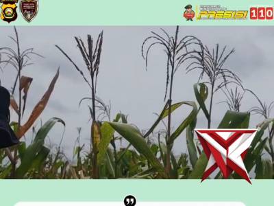 Polsek Sanga Desa bersama masyarakat melaksanakan kegiatan panen jagung di Desa Jud 1