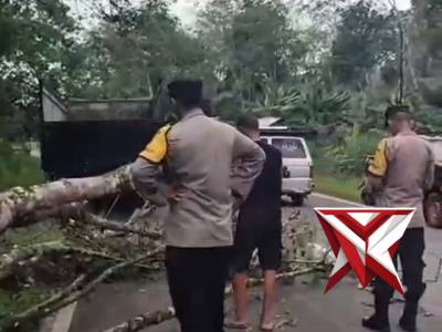 Gerak cepat Polsek muara Beliti polres Musi Rawas evakuasi pohon tumbang di jalinsum