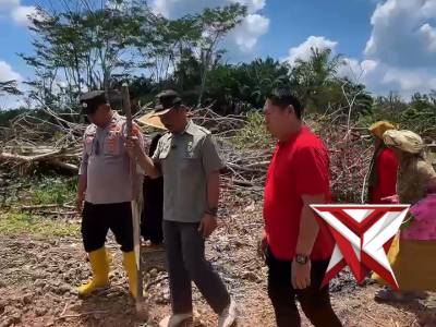 PENANAMAN JAGUNG KW2 ?