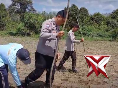 Tanam jagung desa tanjung bunut