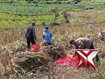 Pengecekan tanaman jagung | ketahanan pangan
