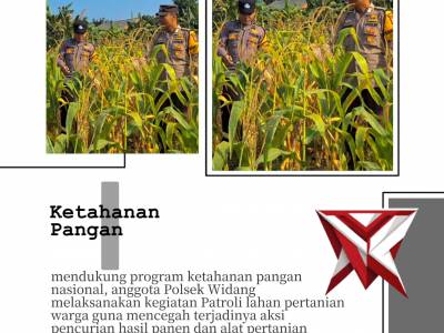 Patroli lahan jagung siap panen