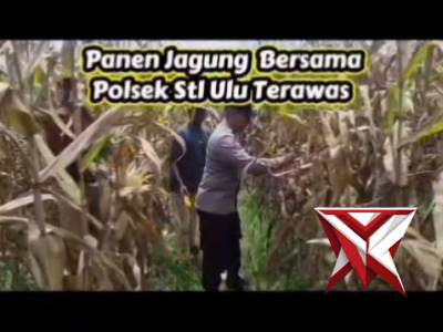 Panen Jagung bersama Polsek BTS ulu cecar