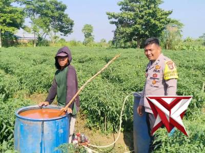 Cek Ketahanan Pangan Kebun Cabe di Desa Muara Batun