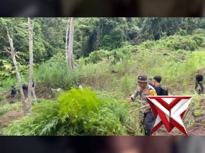 VIDEO PANJANG DITRESNARKOBA POLDA SUMSEL SUKSES MEMBONGKAR LADANG GANJA SELUAS 20 HEKTAR