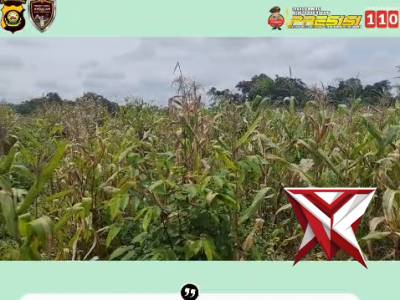 PANEN JAGUNG ?

Polsek Sanga Desa Bersama Masyarakat melaksanakan Kegiatan panen jagung tahun 2026