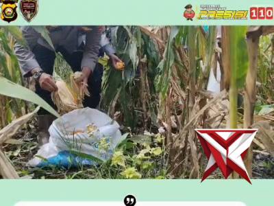 Polsek Sanga desa dan masyarakat melaksanakan kegiatan panen jagung dlm rangka ketahanan pangan - PoliceTube