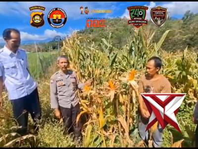 Kanit Binmas dan Bhabinkamtibmas di dampingi perangkat desa,cek lahan jagung di desa Tebing Abang da
