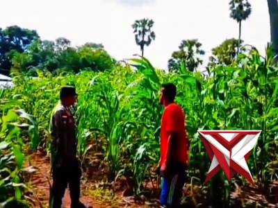 Bhabinkamtibmas polsek kisar meninjau langsung lahan ketahanan warga mendukung ketahanan pangan