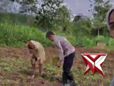 PENANAMAN JAGUNG BERSAMA PPL CURAHDAMI