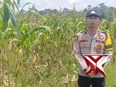Giat bhabinkamtibmas Polsek  kikim selatan melakukan pengecekan lahan jagung yg berada di desa jaga