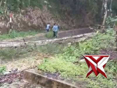Info pohon tumbang - PoliceTube