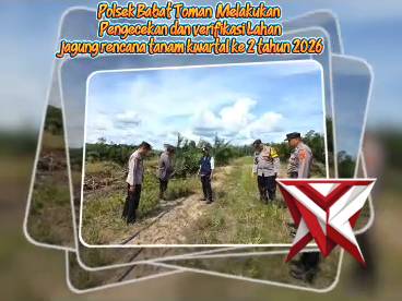 TANAM JAGUNG KUARTAL 2. SM11
