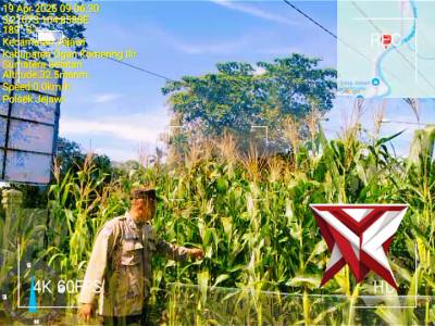 Cek pertumbuhan ketahanan pangan kebun jagung milik Polsek Jejawi - PoliceTube