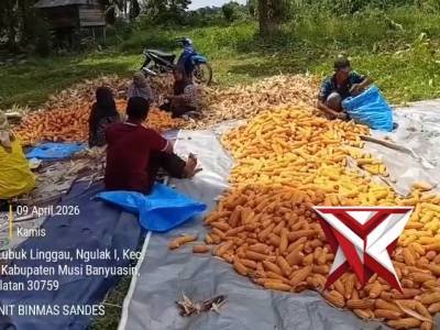 Panen jagung Polsek Sanga Desa ..