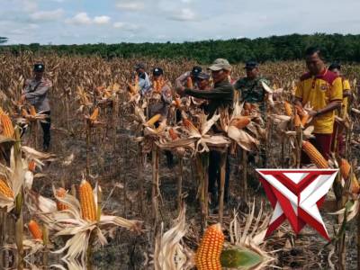 Polsek Manuhing Bersama Warga Panen Raya Jagung Hibrida di Lahan Binaan